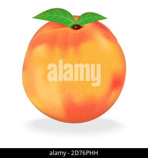 Peach with leaves isolated on white background. Realistic vector illustration. Stock Vector