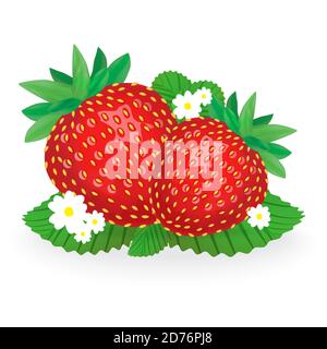Group of strawberries with leaves isolated on white background. Realistic vector illustration. Stock Vector