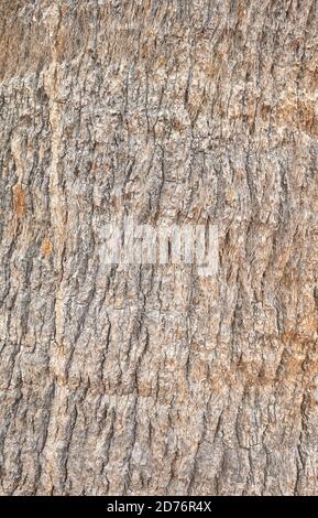 Close up picture of palm tree rough trunk, nature abstract background. Stock Photo
