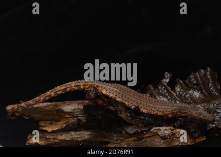 Bornean Earless Monitor Stock Photo