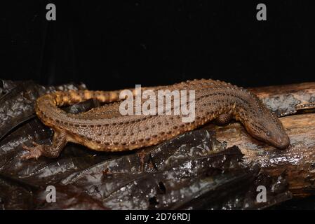 Bornean Earless Monitor Stock Photo