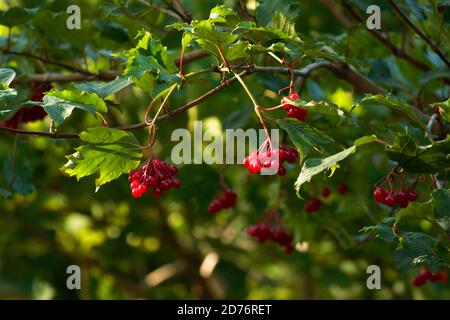 Guelder Rose berries Stock Photo