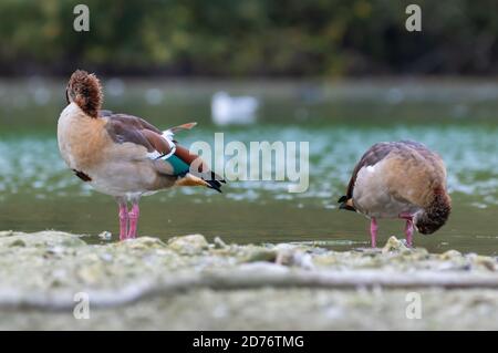 Pair of Egyptian geese (Alopochen aegyptiaca) standing in water by a lake in Autumn preening (cleaning) themselves, in West Sussex, England, UK. Stock Photo