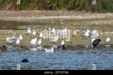 Flock of Black Headed Gulls (Chroicocephalus Ridibundus) in Autumn on land and in water in West Sussex, England, UK. Stock Photo