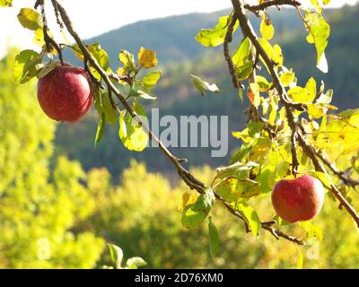 View of two apples in a tree with a mountain in the background Stock Photo