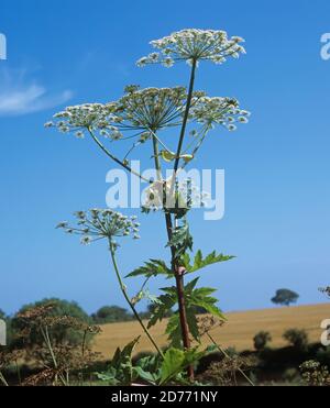 Umbels of flowers of poisonous and notifiable plant giant hogweed (Heracleum mantegazzianum) against blue sky, Devon Stock Photo
