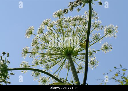 Umbels of flowers of poisonous and notifiable plant giant hogweed (Heracleum mantegazzianum) against blue sky, Devon Stock Photo