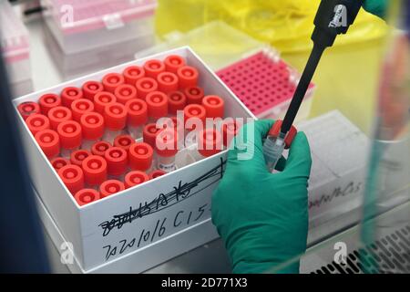 Qingdao, China's Shandong Province. 16th Oct, 2020. A staff member processes swab samples to test for COVID-19 at a laboratory in Qingdao, east China's Shandong Province, Oct. 16, 2020. Credit: Li Ziheng/Xinhua/Alamy Live News Stock Photo