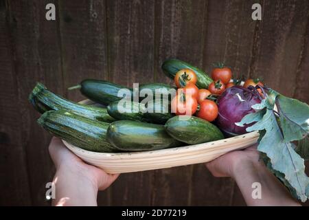 Courgettes, Cucumbers, tomatoes and Kohlrabi-veggie home garden harvest Stock Photo