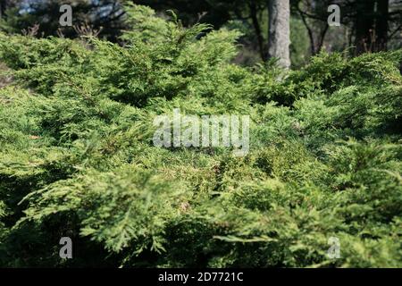 Juniperus horizontalis in the garden Stock Photo
