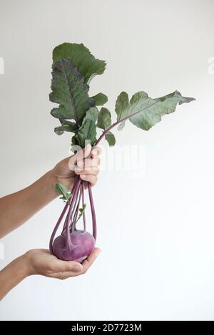 Purple Kohlrabi- (Brassica oleracea) Stock Photo