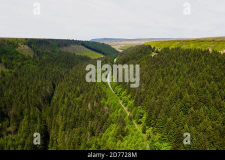 Aerial view wtih beautiful green landscape long road path of pine trees Stock Photo