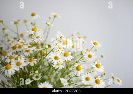 Bouquet of field chamomiles on a white background Stock Photo