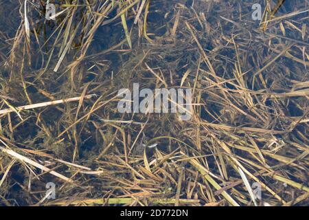 Grass in the water at the bottom of a transparent lake Stock Photo