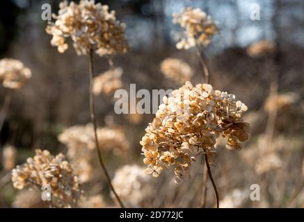 Dried hydrangea  in the garden Stock Photo