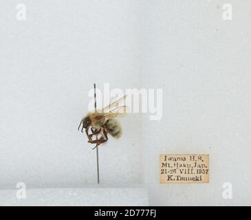 Mt. Haku, Iwama Hot Springs, Japan, Bombus (Diversobombus) diversus Smith, Animalia, Arthropoda, Insecta, Hymenoptera, Apidae, Apinae Stock Photo