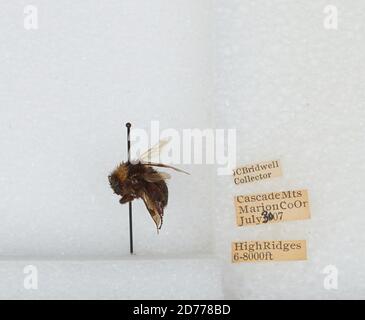 High Ridges, Cascade Mountains, Marion, Oregon, United States, Bombus ...