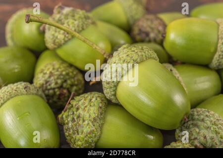 Close-up shot of green acorns from a Pedunculate Oak / Quercus robur. In this species the acorns are on long stalks. The true English Oak. Stock Photo