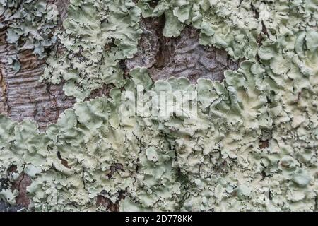 Surface of tree trunk covered with pale green foliose lichens growing on the bark. British Lichens, flat leaved lichens, lichen covered. Stock Photo