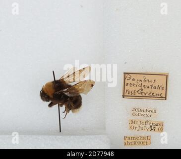 Pamelia Lake, Mount Jefferson, Linn, Oregon, United States, Bombus ...