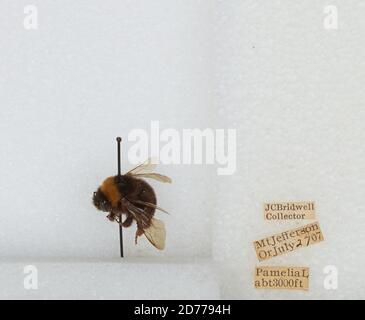 Pamelia Lake, Mount Jefferson, Linn, Oregon, United States, Bombus ...