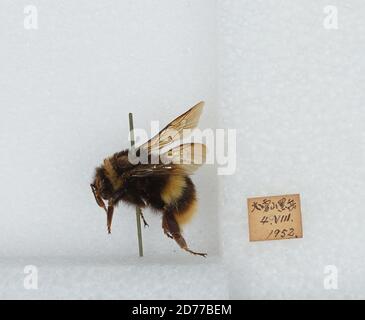 Bombus (Bombus) ignitus Smith, Animalia, Arthropoda, Insecta, Hymenoptera, Apidae, Apinae Stock Photo