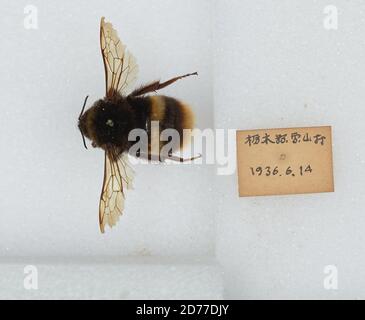 Bombus (Bombus) ignitus Smith, Animalia, Arthropoda, Insecta, Hymenoptera, Apidae, Apinae Stock Photo