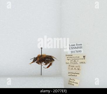 Yibin, formerly Suifu, Sichuan, China, Bombus (Festivobombus) festivus Smith, Animalia, Arthropoda, Insecta, Hymenoptera, Apidae, Apinae Stock Photo