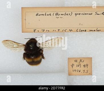 Bombus (Bombus) ignitus Smith, Animalia, Arthropoda, Insecta, Hymenoptera, Apidae, Apinae Stock Photo