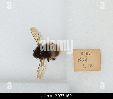 Bombus (Bombus) ignitus Smith, Animalia, Arthropoda, Insecta, Hymenoptera, Apidae, Apinae Stock Photo