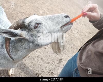 woman vet feeding goat. farm and farming concept. Stock Photo