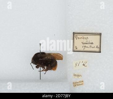 Japan, Bombus (Bombus) ignitus Smith, Animalia, Arthropoda, Insecta, Hymenoptera, Apidae, Apinae Stock Photo