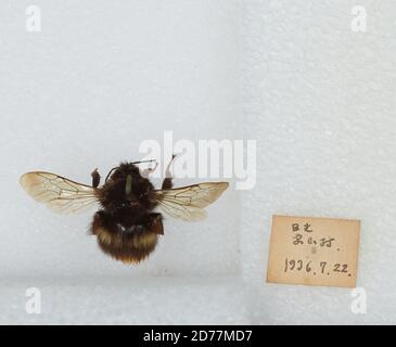 Bombus (Bombus) ignitus Smith, Animalia, Arthropoda, Insecta, Hymenoptera, Apidae, Apinae Stock Photo