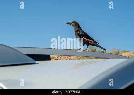 Israel, Dead Sea, male Tristram's Starling or Tristram's Grackle (Onychognathus tristramii) on a hood of a car. Tristram's starling is a species of st Stock Photo