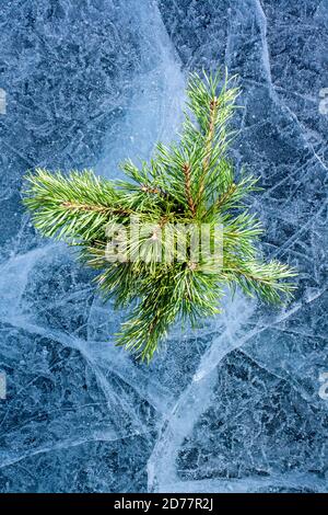 Amazing ice with patterns and pine twigs in the style of a flat lay. A lot of cracks and air bubbles. Coniferous twigs for winter decoration. Vertical Stock Photo