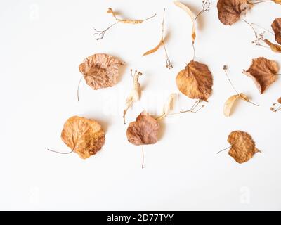 Autumn composition. Dried linden leaves and flowers on a white background. Autumn, fall, Thanksgiving day concept. Flat lay, top view, copy space Stock Photo