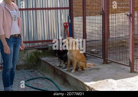 An adult female volunteer stands in front of two mixed breed dogs. Two cute pets at a special enclosure. Rescue and care for stray animals. Stock Photo