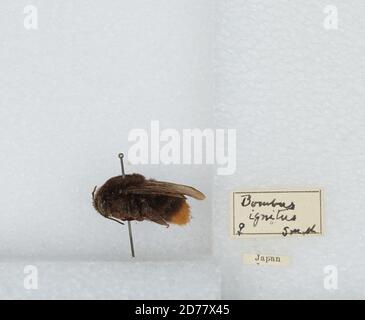 Japan, Bombus (Bombus) ignitus Smith, Animalia, Arthropoda, Insecta, Hymenoptera, Apidae, Apinae Stock Photo