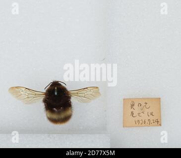 Bombus (Bombus) ignitus Smith, Animalia, Arthropoda, Insecta, Hymenoptera, Apidae, Apinae Stock Photo