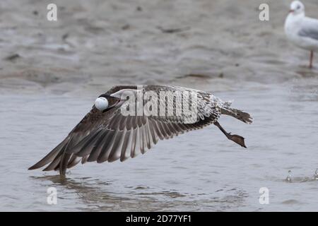 Juvenile herring gull (Larus argentatus) thinks a golf ball is an egg and tries to smash it. The young gull has one leg missing. Stock Photo