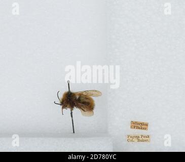 Pagosa Peak, Colorado, United States, Bombus (Pyrobombus) perplexus ...