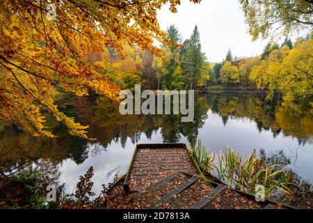 Autumn colours on woodland foliage at Loch Dunmore in Faskally Wood near Pitlochry in Perthshire, Scotland,UK Stock Photo