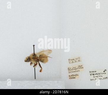 South of Yibin, formerly Suifu, Sichuan, China, Bombus (Pyrobombus) flavescens Smith, 1852, Animalia, Arthropoda, Insecta, Hymenoptera, Apidae, Apinae Stock Photo