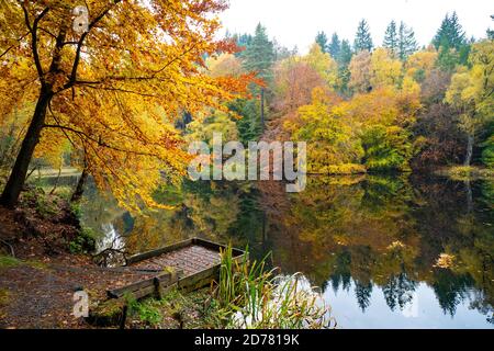 Autumn colours on woodland foliage at Loch Dunmore in Faskally Wood near Pitlochry in Perthshire, Scotland,UK Stock Photo