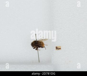 Bombus (Rhodobombus) pomorum (Panzer), Animalia, Arthropoda, Insecta, Hymenoptera, Apidae, Apinae Stock Photo