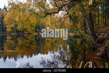 Autumn colours on woodland foliage at Loch Dunmore in Faskally Wood near Pitlochry in Perthshire, Scotland,UK Stock Photo