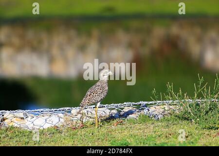 Spotted Dikkop or Thick-knee, South Africa Stock Photo