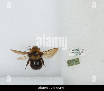 Bombus (Psithyrus) campestris Panzer, Animalia, Arthropoda, Insecta, Hymenoptera, Apidae, Apinae Stock Photo