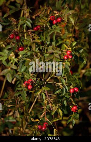 Rose Hips Stock Photo