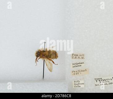 Yibin, formerly Suifu, Sichuan, China, Bombus (Pyrobombus) flavescens Smith, 1852, Animalia, Arthropoda, Insecta, Hymenoptera, Apidae, Apinae Stock Photo